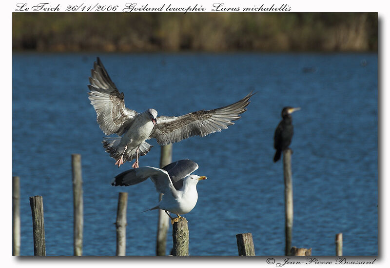 Yellow-legged Gull