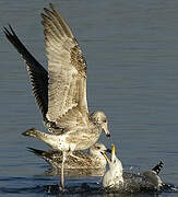 Yellow-legged Gull