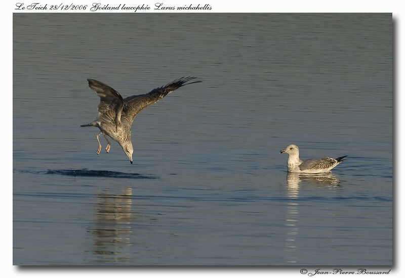 Yellow-legged GullFirst year