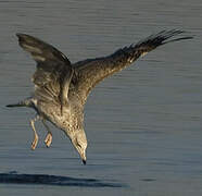 Yellow-legged Gull