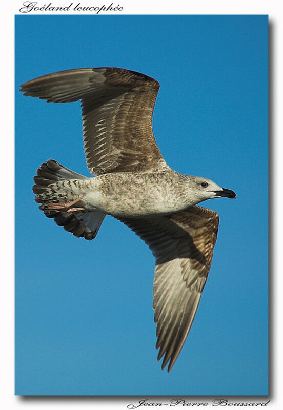 Yellow-legged GullFirst year, Flight