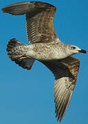 Yellow-legged Gull