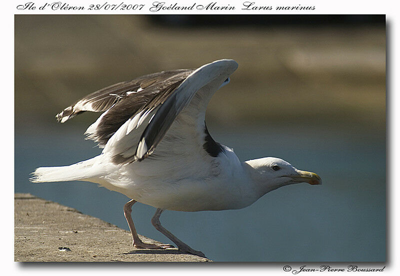 Great Black-backed GullThird  year