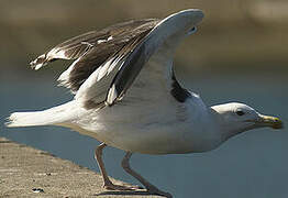 Great Black-backed Gull