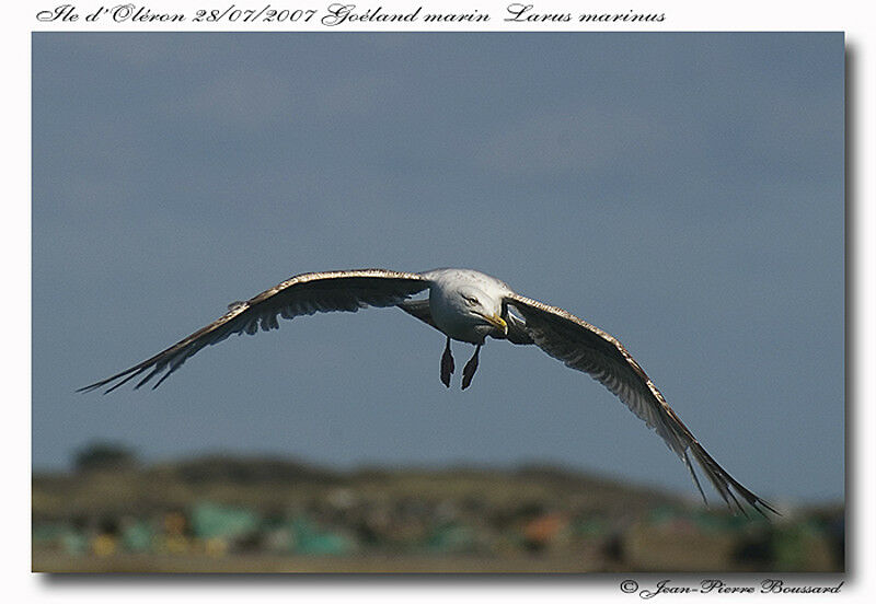 Great Black-backed GullThird  year