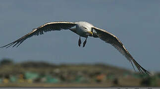 Great Black-backed Gull