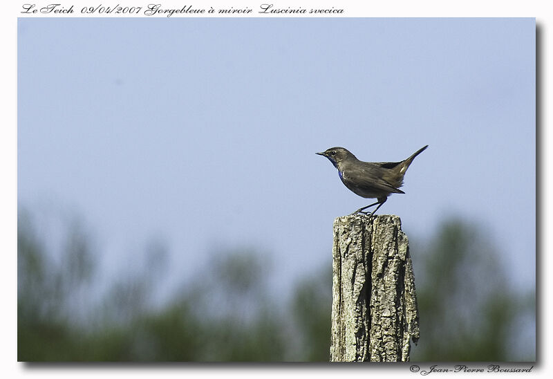 Bluethroat male adult breeding