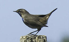 Bluethroat