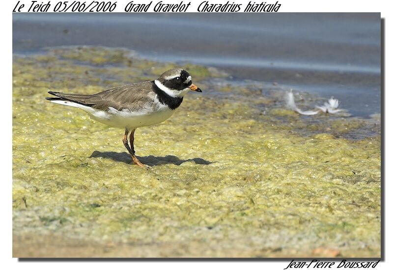 Common Ringed Plover male adult breeding