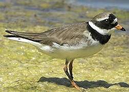 Common Ringed Plover