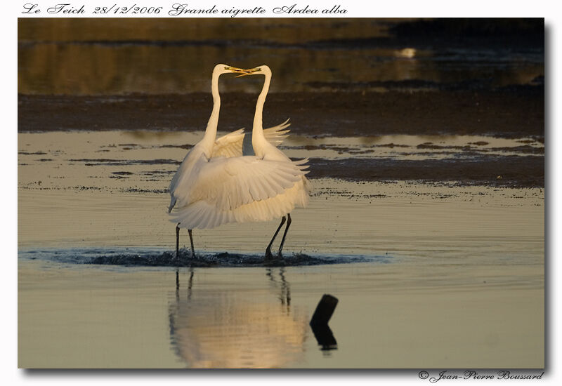 Grande Aigrette, Comportement