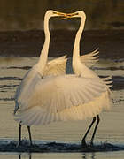 Grande Aigrette