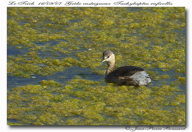 Little Grebe male adult