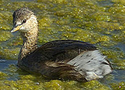 Little Grebe