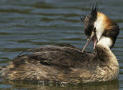 Great Crested Grebe