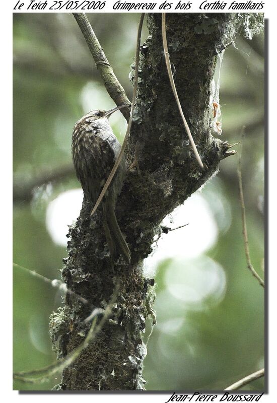 Eurasian Treecreeper