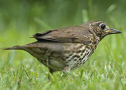 Song Thrush