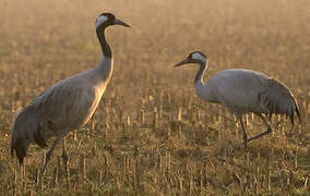 Common Crane