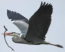 Grey Heron