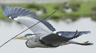 Grey Heron