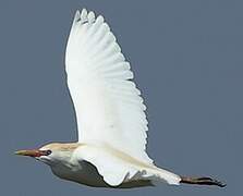 Western Cattle Egret