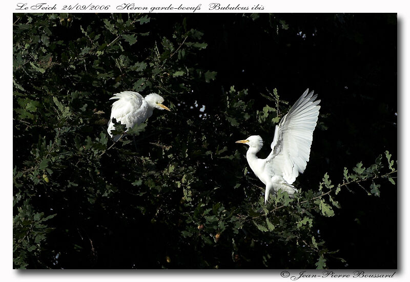 Western Cattle Egretadult post breeding