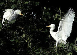 Western Cattle Egret