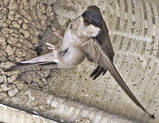 Common House Martin