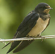 Barn Swallow