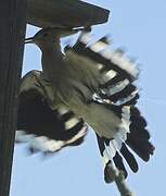 Eurasian Hoopoe