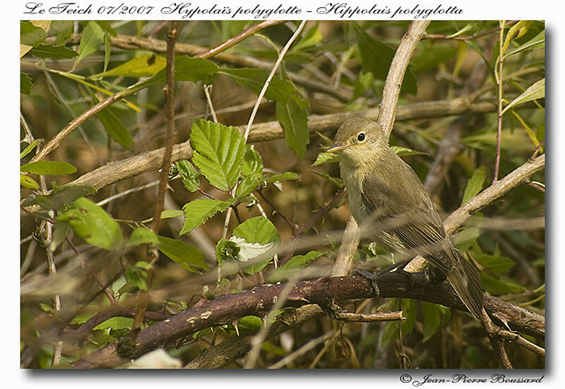 Melodious Warbler