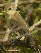 Melodious Warbler