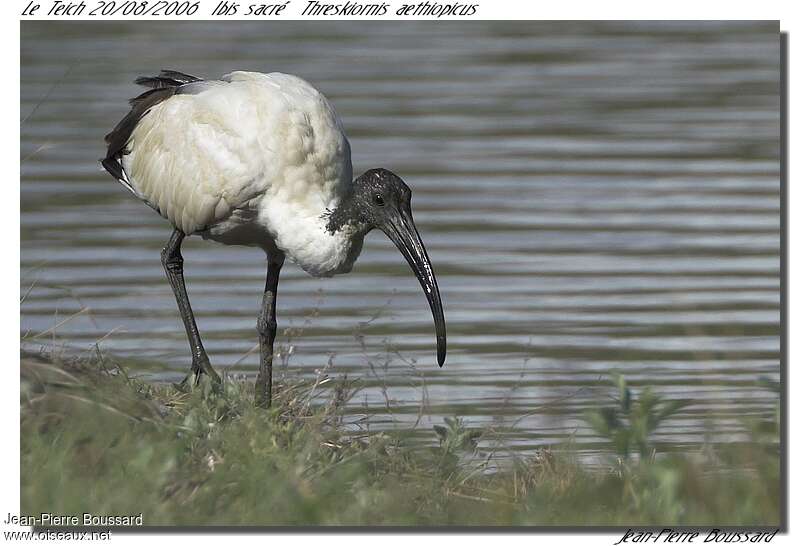 Ibis sacrésubadulte, pêche/chasse