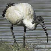 African Sacred Ibis