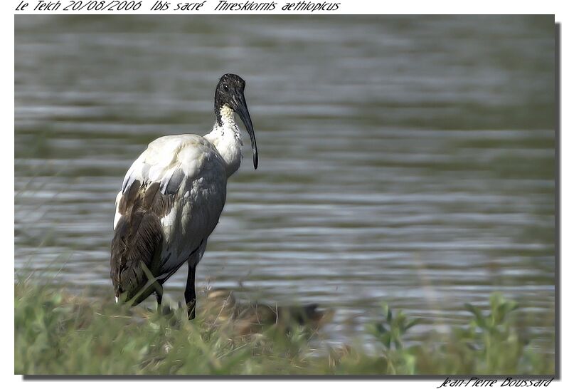 African Sacred Ibis