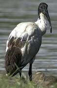 African Sacred Ibis