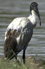 Ibis sacré