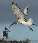 African Sacred Ibis