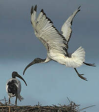 Ibis sacré