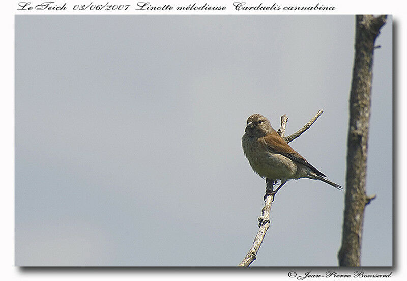 Linotte mélodieuse femelle adulte