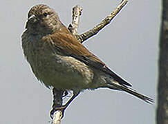 Common Linnet