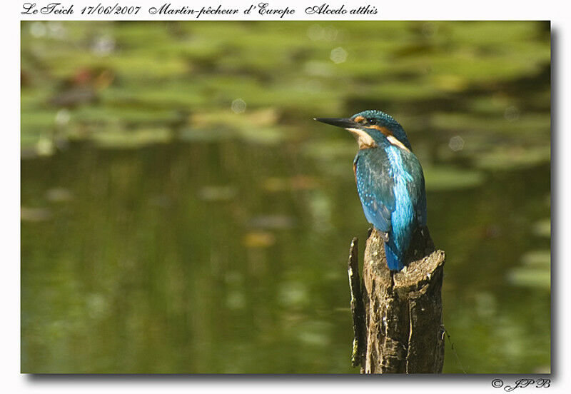 Common Kingfisher male adult