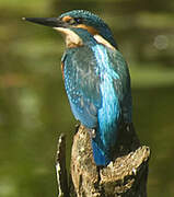 Common Kingfisher