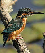 Common Kingfisher