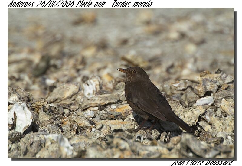 Common Blackbird