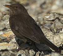 Common Blackbird