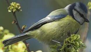 Mésange bleue