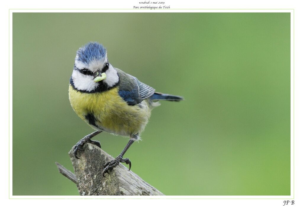 Mésange bleue mâle adulte nuptial, régime, Nidification