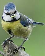 Eurasian Blue Tit