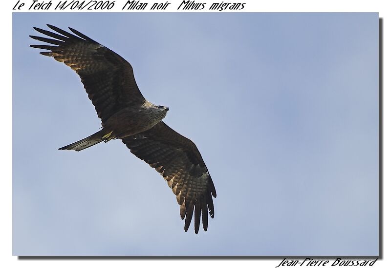 Black Kite